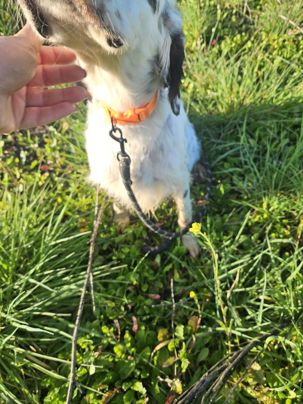 💕ZEUS CERCA CASA 🏠❤️ Foto 4